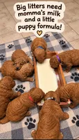 Pink collar girl / 35 - 40 pounds full grown, a female Goldendoodle for sale in Phoenix, AZ – 7 of 10