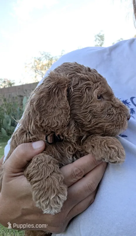 Johnny   (28 - 35 pounds full gown) – Goldendoodle puppy for sale in Phoenix, AZ