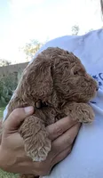 Johnny   (28 - 35 pounds full gown), a male Goldendoodle for sale in Phoenix, AZ – 1 of 10
