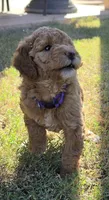 Donna,  (27 - 33 pounds full grown), a female Goldendoodle for sale in Surprise, AZ – 5 of 10