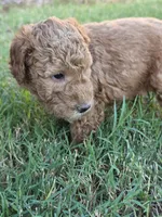 Marsha ( 27 - 34 pounss full grown ), a female Goldendoodle for sale in Phoenix, AZ – 6 of 10