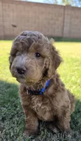 Johnny   (30 - 35 pounds full gown), a male Goldendoodle for sale in Surprise, AZ – 1 of 10