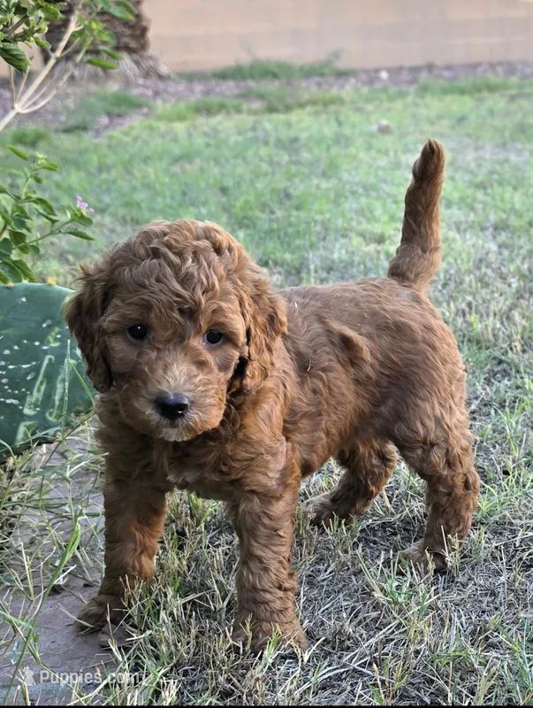 Mikey, (30 - 35 pounds full grown) – Goldendoodle puppy for sale in Surprise, AZ