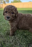 Penny Lane (approx 27 - 34 pounds), a female Goldendoodle for sale in Phoenix, AZ – 4 of 10
