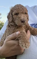 Johnny   (28 - 35 pounds full gown), a male Goldendoodle for sale in Phoenix, AZ – 3 of 10