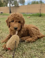 Julie,  (27 - 33 pounds full grown), a female Goldendoodle for sale in Surprise, AZ – 3 of 10