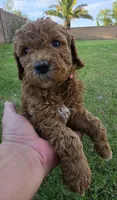 Penny Lane (approx 27 - 34 pounds), a female Goldendoodle for sale in Phoenix, AZ – 2 of 10