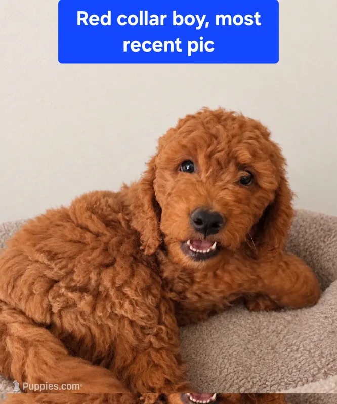 Red collar boy, 28 - 32 pounds full grown – Goldendoodle puppy for sale in Phoenix, AZ