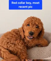 Red collar boy, 28 - 32 pounds full grown, a male Goldendoodle for sale in Phoenix, AZ – 1 of 10