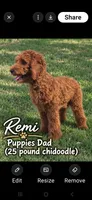 Pink collar girl / 35 - 40 pounds full grown, a female Goldendoodle for sale in Phoenix, AZ – 5 of 10