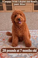 Penny Lane (27 - 33 pounds full grown), a female Goldendoodle for sale in Surprise, AZ – 10 of 10