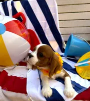 AKC Charlie, a male Cavalier King Charles Spaniel for sale in St. Louis, MO – 6 of 9