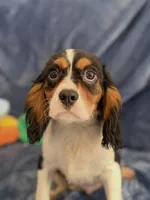 AKC Oliver (Ollie), a male Cavalier King Charles Spaniel for sale in St. Louis, MO – Photo 2 of 7