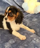 AKC Oliver (Ollie), a male Cavalier King Charles Spaniel for sale in St. Louis, MO – Photo 4 of 7