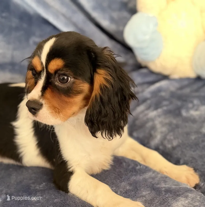 AKC Oliver (Ollie) – Cavalier King Charles Spaniel puppy for sale in St. Louis, MO