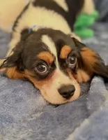 AKC Oliver (Ollie), a male Cavalier King Charles Spaniel for sale in St. Louis, MO – Photo 7 of 7