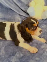 AKC Oliver (Ollie), a male Cavalier King Charles Spaniel for sale in St. Louis, MO – Photo 5 of 7