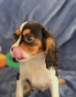 AKC Oliver (Ollie), a male Cavalier King Charles Spaniel for sale in St. Louis, MO – Photo 3 of 7