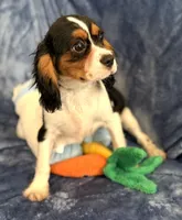 AKC Oliver (Ollie), a male Cavalier King Charles Spaniel for sale in St. Louis, MO – Photo 6 of 7