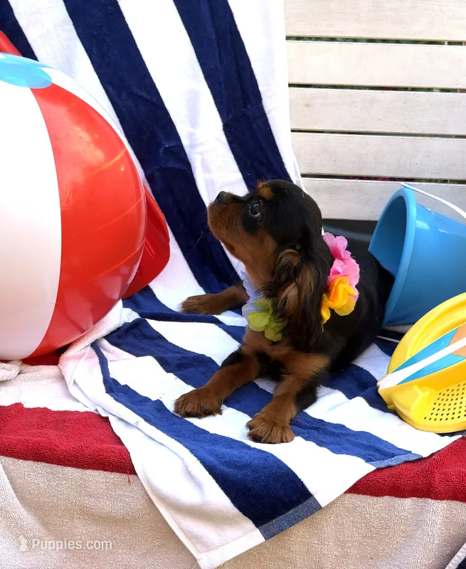 AKC Tucker – Cavalier King Charles Spaniel puppy for sale in St. Louis, MO
