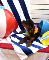 AKC Tucker, a male Cavalier King Charles Spaniel for sale in St. Louis, MO – 1 of 7
