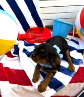 AKC Cooper, a male Cavalier King Charles Spaniel for sale in St. Louis, MO – 5 of 6