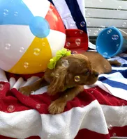 AKC Murphy, a male Cavalier King Charles Spaniel for sale in St. Louis, MO – 4 of 10
