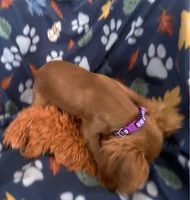 AKC Scarlett, a female Cavalier King Charles Spaniel for sale in St. Louis, MO – Photo 2 of 2