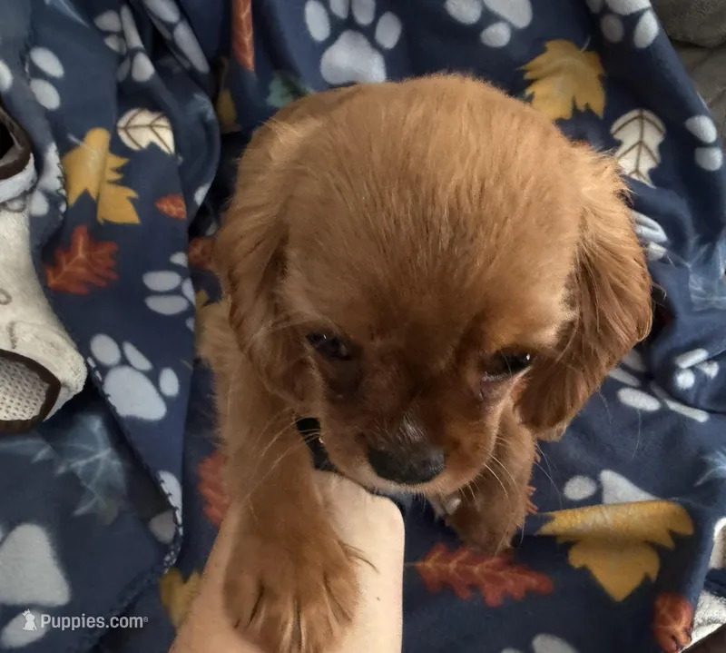 AKC Scarlett – Cavalier King Charles Spaniel puppy for sale in St. Louis, MO
