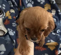 AKC Scarlett, a female Cavalier King Charles Spaniel for sale in St. Louis, MO – Photo 1 of 2