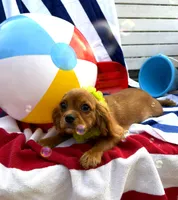 AKC Murphy, a male Cavalier King Charles Spaniel for sale in St. Louis, MO – 5 of 10