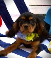 AKC Tucker, a male Cavalier King Charles Spaniel for sale in St. Louis, MO – 5 of 7