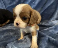 AKC Charlie, a male Cavalier King Charles Spaniel for sale in St. Louis, MO – 9 of 9