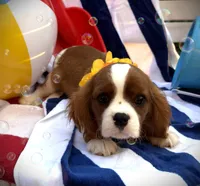 AKC Charlie, a male Cavalier King Charles Spaniel for sale in St. Louis, MO – 4 of 9