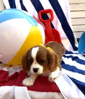 AKC Charlie, a male Cavalier King Charles Spaniel for sale in St. Louis, MO – 3 of 9