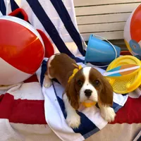 AKC Charlie, a male Cavalier King Charles Spaniel for sale in St. Louis, MO – 2 of 9