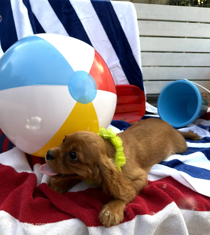 AKC Murphy – Cavalier King Charles Spaniel puppy for sale in St. Louis, MO