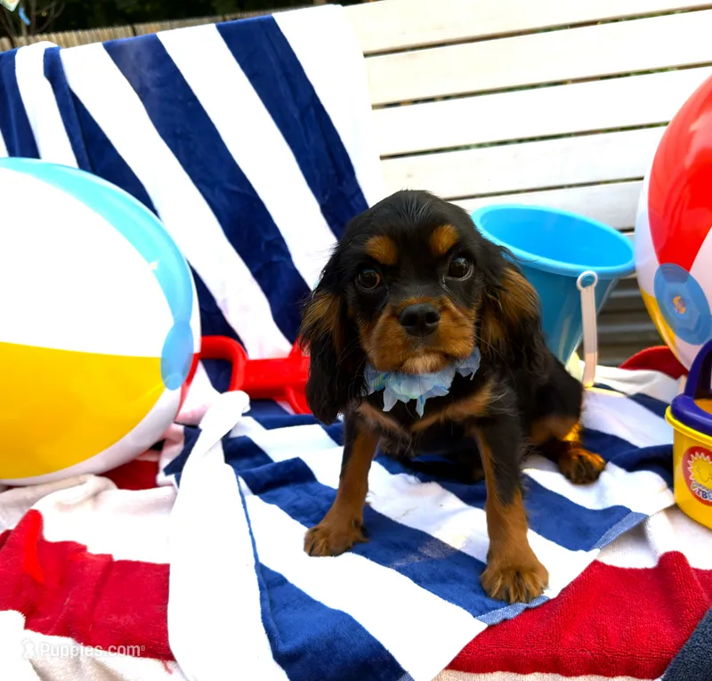 AKC Cooper – Cavalier King Charles Spaniel puppy for sale in St. Louis, MO