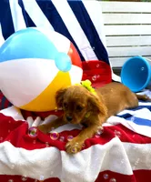 AKC Murphy, a male Cavalier King Charles Spaniel for sale in St. Louis, MO – 2 of 10