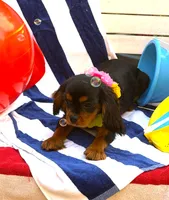 AKC Tucker, a male Cavalier King Charles Spaniel for sale in St. Louis, MO – 4 of 7