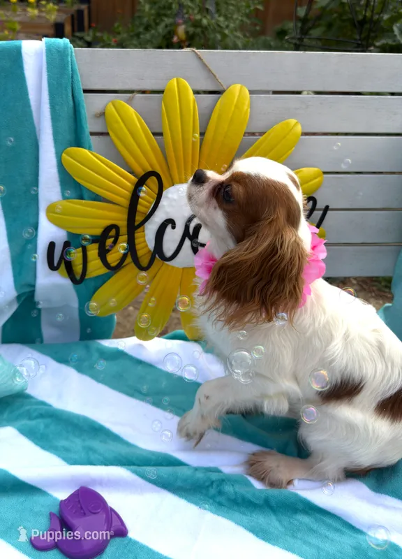 AKC Lady Di (diamond) – Cavalier King Charles Spaniel puppy for sale in St. Louis, MO