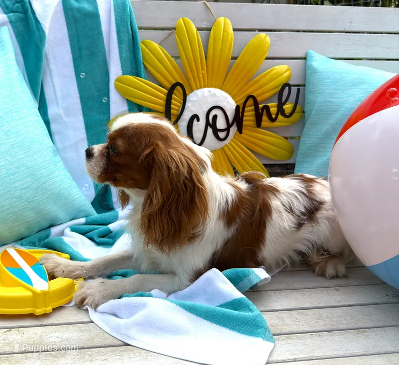 AKC Bennett (Benny) – Cavalier King Charles Spaniel puppy for sale in St. Louis, MO