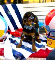 AKC Cooper, a male Cavalier King Charles Spaniel for sale in St. Louis, MO – 6 of 6