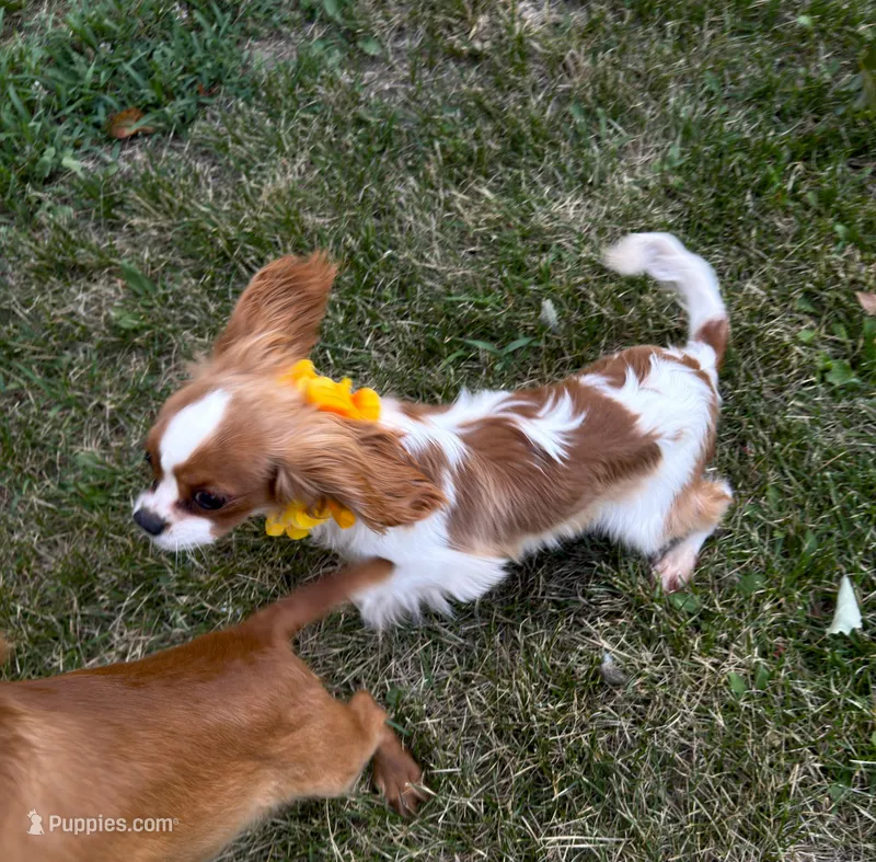 AKC Teddy – Cavalier King Charles Spaniel puppy for sale in St. Louis, MO