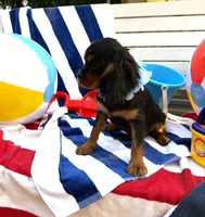 AKC Cooper, a male Cavalier King Charles Spaniel for sale in St. Louis, MO – 2 of 6