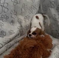 AKC Lady Di (diamond), a female Cavalier King Charles Spaniel for sale in St. Louis, MO – Photo 5 of 5