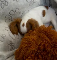 AKC Lady Di (diamond), a female Cavalier King Charles Spaniel for sale in St. Louis, MO – Photo 1 of 5