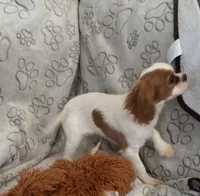 AKC Lady Di (diamond), a female Cavalier King Charles Spaniel for sale in St. Louis, MO – Photo 2 of 5