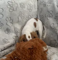 AKC Lady Di (diamond), a female Cavalier King Charles Spaniel for sale in St. Louis, MO – Photo 4 of 5