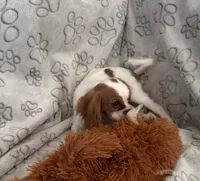 AKC Lady Di (diamond), a female Cavalier King Charles Spaniel for sale in St. Louis, MO – Photo 3 of 5